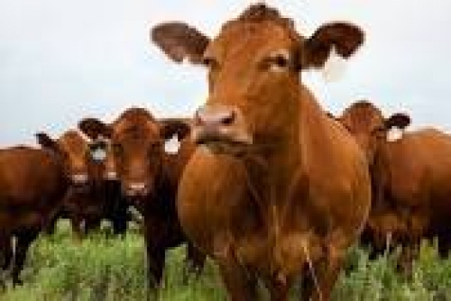 Livestock antibiotics threaten human life