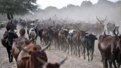 Chad to Repay $100M Debt to Angola With Cattle