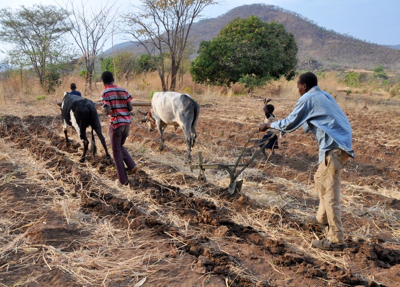 550 Gwembe Farmers Receive Agricultural Support Following Drought.