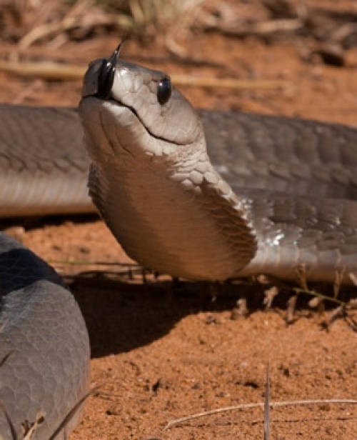 Live Mamba Found In Man's Laptop Bag in Zimbabwe