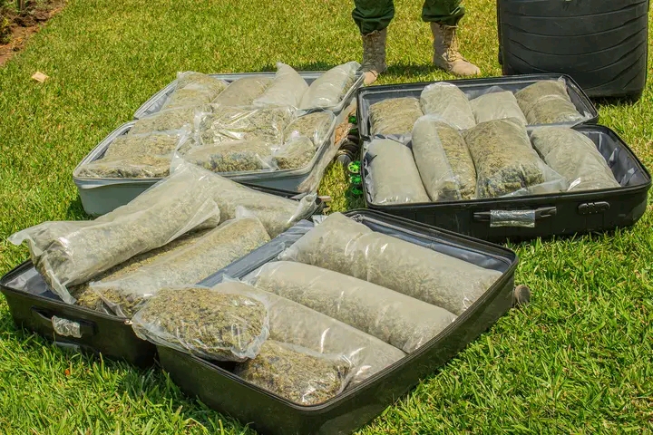 Dec Arrests 25 Suspects, Seizes Over 124kg Of Cannabis