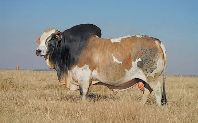 Government to Procure 100 Pure Boran Cattle to Improve National Herd