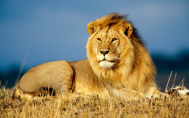 Stay Lion Terrorize Zambezi West Bank, Killing 16 Cows