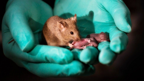 A baby mouse made by two mums and no dad