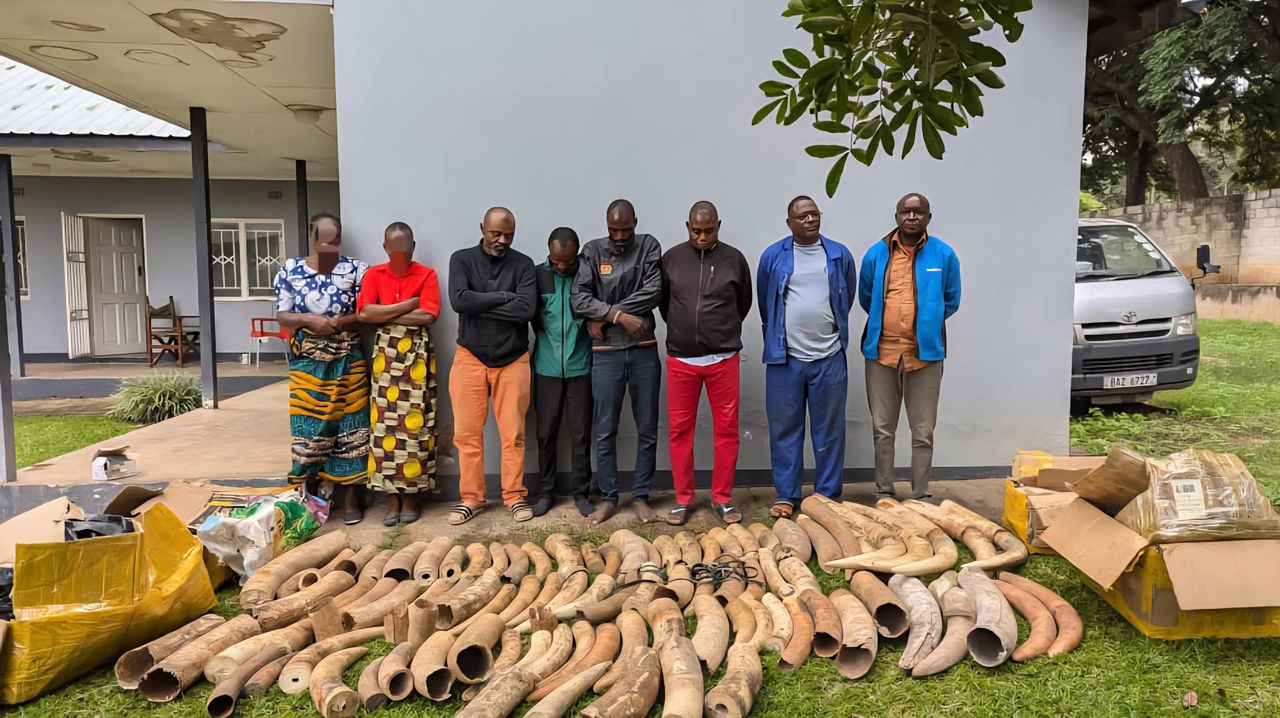 TWO ARRESTED FOR UNLAWFUL POSSESSION OF 95 PIECES OF ELEPHANT IVORY.