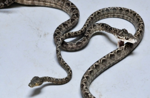 Zimbabwean Man Arrested For Having Snake In His Possession Demanded The Court To Returns It To Him 